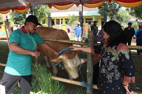 Kontes Ternak Sapi Dan Kambing Sukses Digelar Website Pemerintah