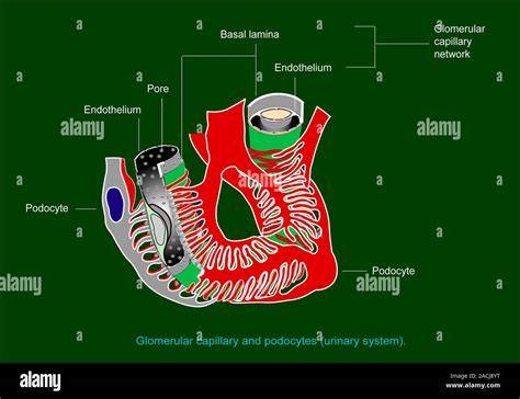 Glomerular anatomy. Diagram of the anatomical structure of a glomerulus in a kidney Stock Photo ...