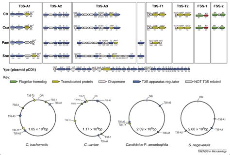 Type III secretion à la Chlamydia Trends in Microbiology