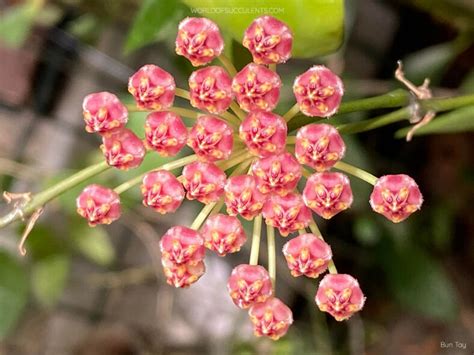 Hoya Memoria World Of Succulents