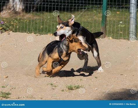 Image of Mix Breed Puppy Playing with a Pure Breed Wolf Pup Stock Image ...