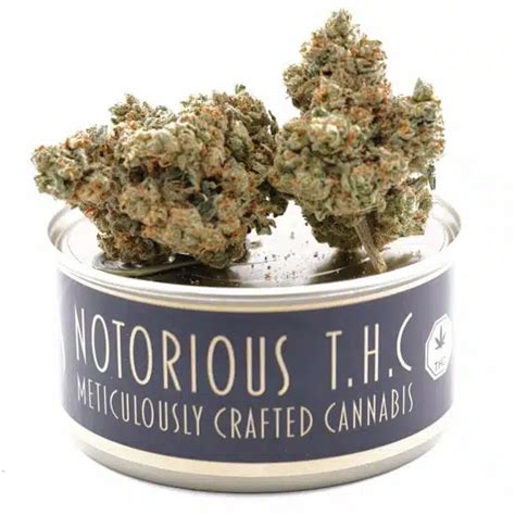 Notorious Thc Craft Jet Fuel Gelato Grams Ganja West Dispensary