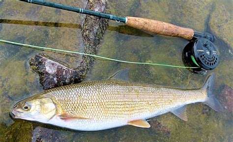 19.5-inch round whitefish | www.roughfish.com