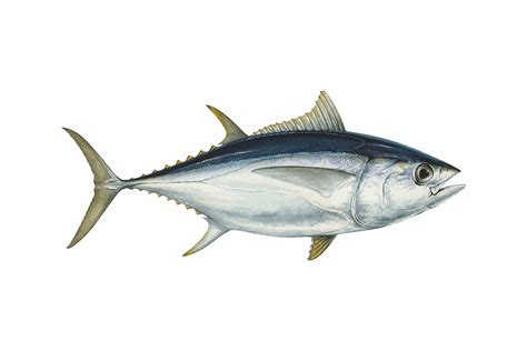 Sustainable Tuna Guide Seafood Watch