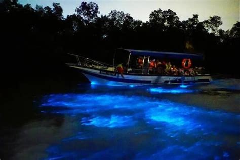 Amazing Fireflies With Blue Tears Watching Kuala Selangor Tour Kuala