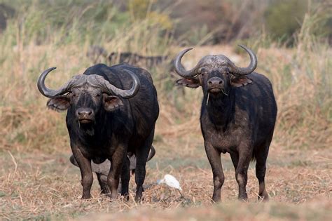 Bufale Nuovo Allarme Brucellosi In Campania Il Salvagente