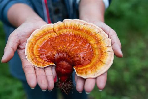 Reishi Mushrooms A Beginner S Guide To Cultivation At Home