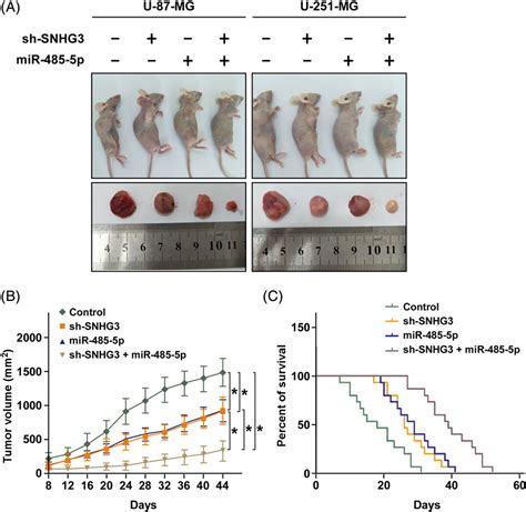 Knockdown Of LncRNA SNHG3 And Overexpression Of MiR4855p Suppressed