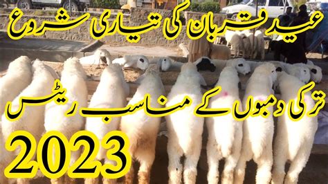 Bakra Mandi Taxila 2023 In Pakistan L Eid Ul Azha 2023 L Turkey Dumba