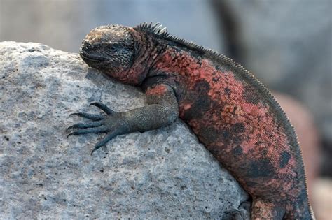 Iguana Marina De Gal Pagos Espa Ola Islas Gal Pagos Foto Premium