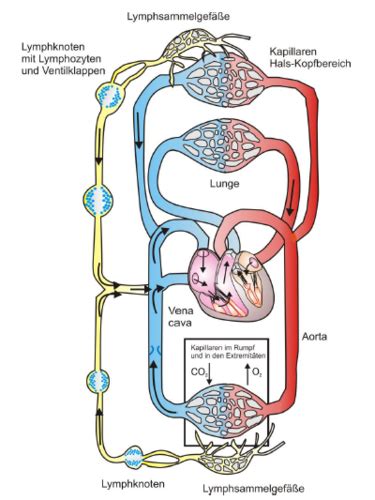 Immunbiologie Flashcards Quizlet