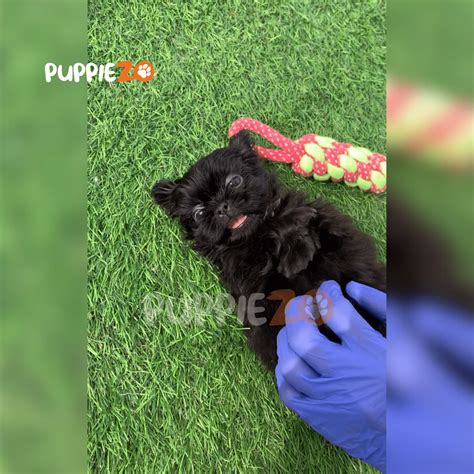 Shih Tzu White Price – Buy Pure White Shih Tzu Puppies at Best Price in