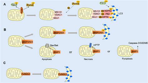 Mitophagy Pathways A Pink1parkin Mediated Mitophagy B Download