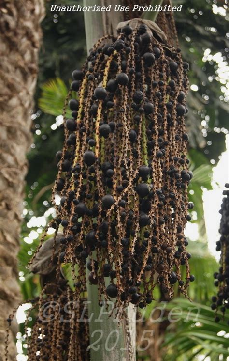 Plantfiles Pictures Caryota Species Burmese Fishtail Palm Clustered