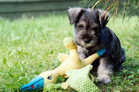 Schnauzer miniatura Características temperamento y cuidados