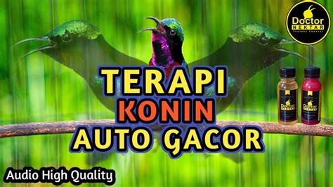 PASTI RESPON TERAPI KONIN GACOR FULL ISIAN UNTUK PANCINGAN KOLIBRI