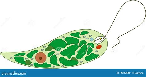 Structure Of Euglena Viridis Stock Vector Illustration Of Body