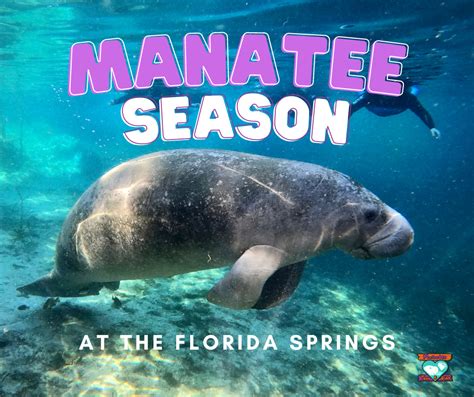 Manatee Season at the Florida Springs – Florida Springs Passport