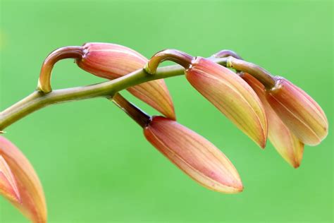 Imagen Gratis Verano Flor Flora Naturaleza Hierba Flores