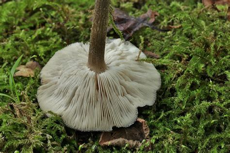 Pluteus Pouzarianus Gills Mike Taylor Flickr