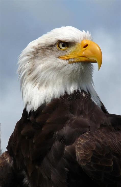 American Bald Eagle. American bald eagle, head and shoulders , # ...