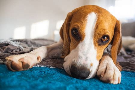 睡在沙发上的比格犬懒惰的一天在沙发上狗的背景高清图片下载 正版图片506313971 摄图网