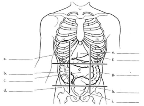 Anatomi Torso Flashcards Quizlet