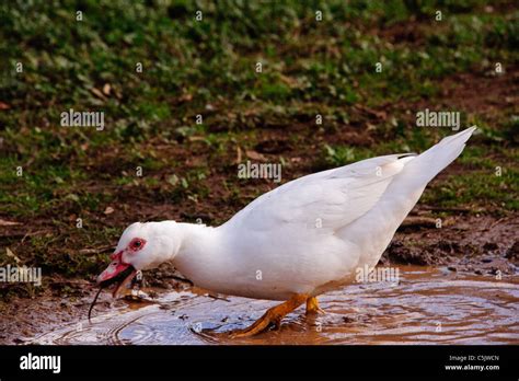 During a mouse plague in Victoria, Australia, even ducks can be seen ...