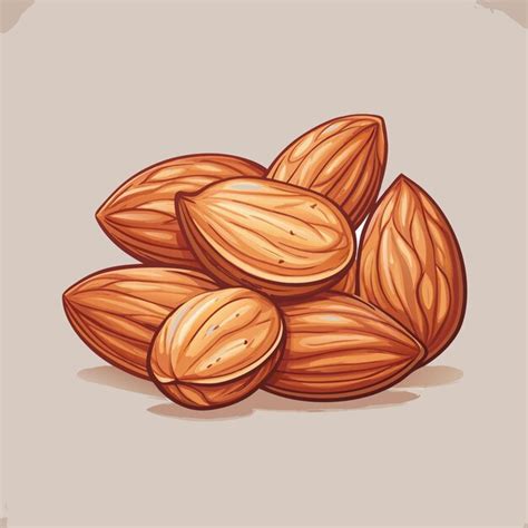 Premium Vector | Organic Almonds Nuts Food Vector Illustration