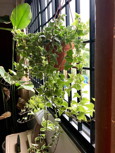 English Ivy Hanging Plant, Furniture & Home Living, Home Decor