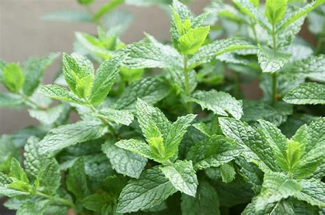 Spearmint Vs Peppermint Differences Health Benefits