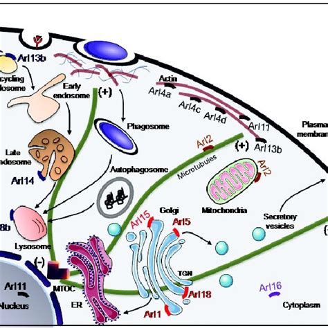 Arl8 And Its Downstream Effectors Arl8b Localizes To The Lysosomal