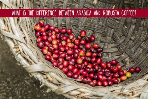 What is the Difference Between Arabica and Robusta Coffee Beans? | Royal Cup Coffee