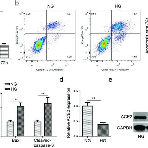 ACE2 Expression Is Reduced In DA Model In Vitro A Cell Viability Was