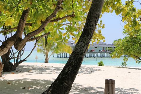 Green Palm And Trees On Beach On Maldives With Waterbungoow Stock Image