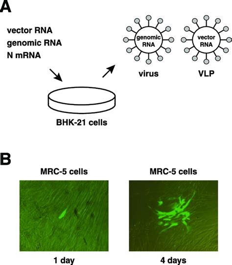 Packaging Of Vec Clg Rna And Transduction Of Mrc Cells A Tissue