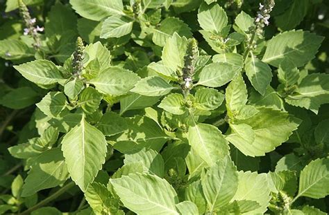 Sulasi, Holy Basil, Ocimum Tenuiflorum, Loko-loko:, 50% OFF