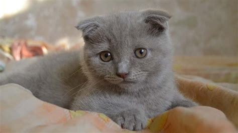 √ Kucing Scottish Fold Harga Jenis Ciri Makanan Dan Cara Merawat