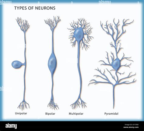 Darstellung Der 4 Arten Von Neuronen Von Links Nach Rechts Unipolar