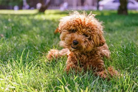 Meet Six Dwarf Dog Breeds and Their Characteristics! – Trendlor