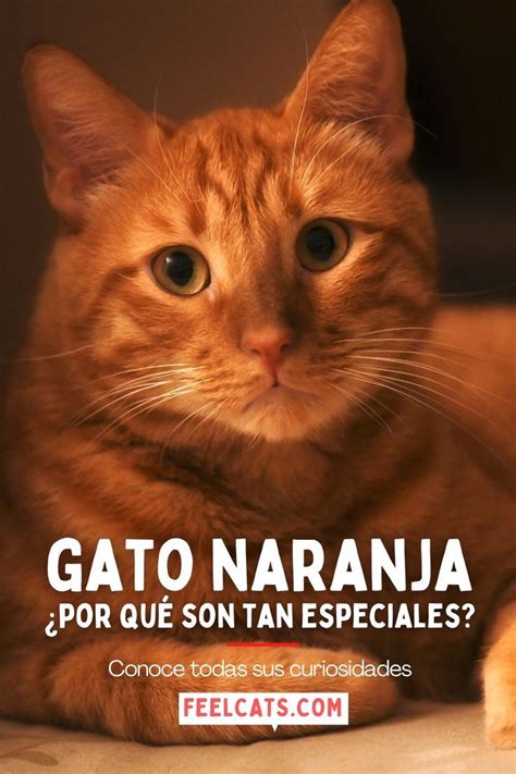 Gato Naranja Y Sus Curiosidades Gatos Anaranjados Gatos Gato Naranja