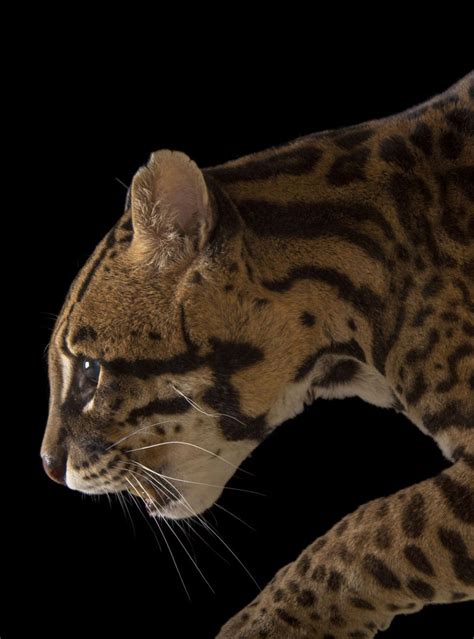 A Federally Endangered Southern Brazilian Ocelot Leopardus Pardalis