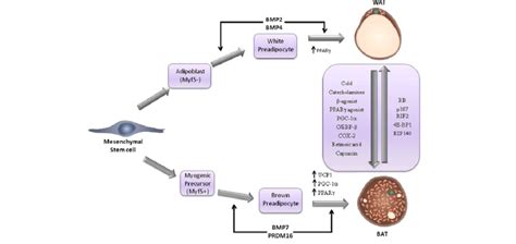 A summary of the differentiation and transdifferentiation pathways ...