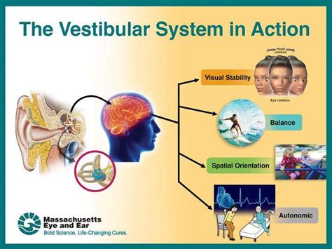 Vestibular function declines starting at age 40