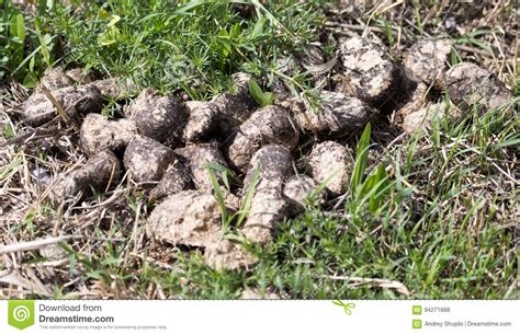 Excremento Do Cavalo Na Grama Foto De Stock Imagem De Muco