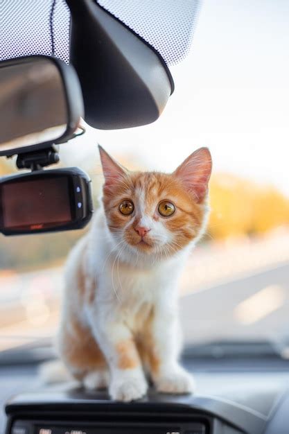 Gatito Jengibre En El Salpicadero Del Coche Viajar Con Mascotas Foto