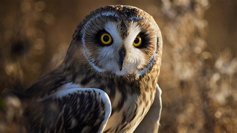 Bird Owl Nature Predator Wallpaper Download To Your Mobile From Phoneky