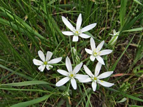 Ornithogalum Umbellatum Six Petal Flower Star Of Bethlehem White