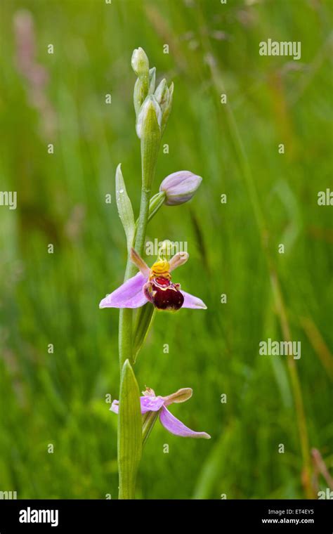 Bee Orchid Ophrys Apifera Huds Stock Photo Alamy