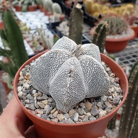 Astrophytum myriostigma cv Onzuka Uhlig Kakteen Über 5000